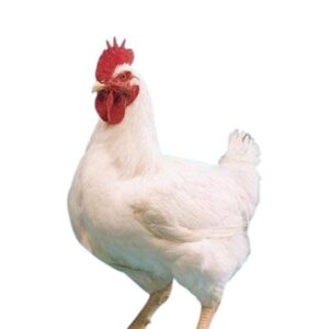 Broiler Chicken (Live)