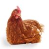 Old Layer Chicken (Live)