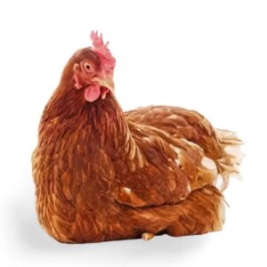 Old Layer Chicken (Live)