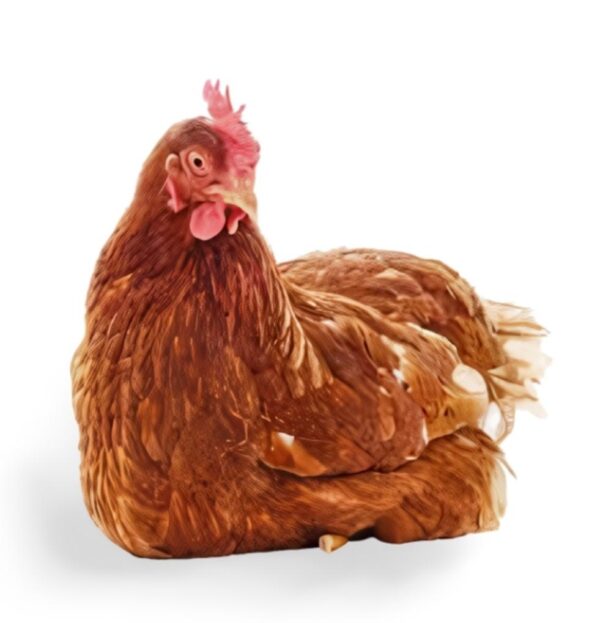 Old Layer Chicken (Live)